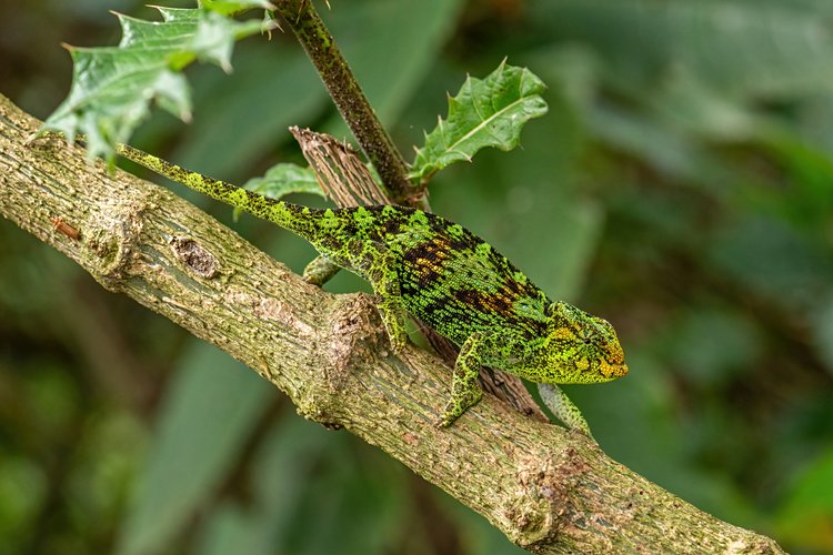 6. Forêt impénétrable de Bwindi (Ouganda) 4