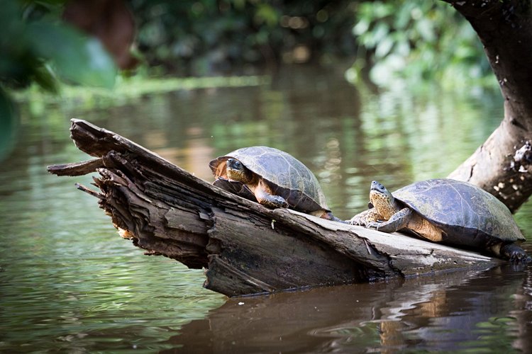 Le Parque Nacional Tortuguero 2