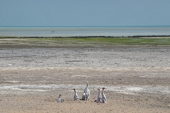 Al Aaliya Island