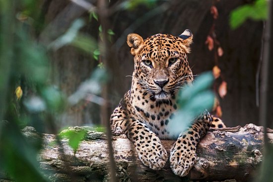 Parc National de Yala