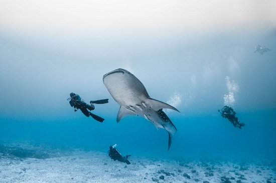 Ari Atoll