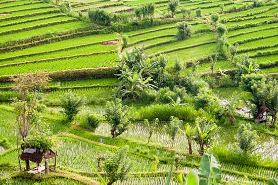 Les rizières de Tirtaganga