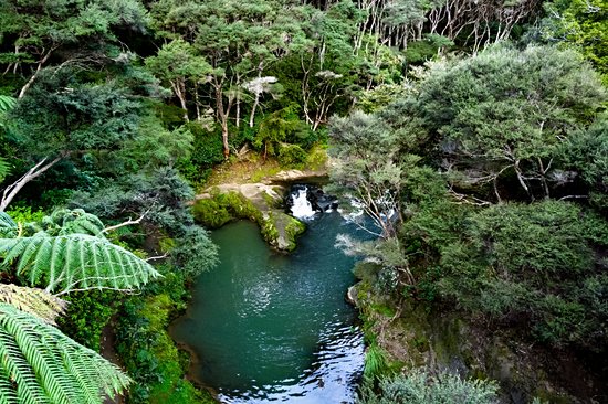 Goldie Bush Scenic Reserve