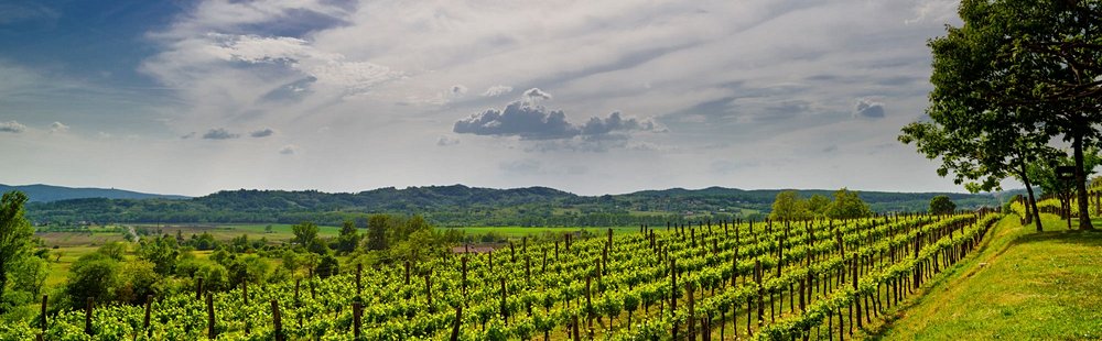 Région viticole de la Vipava