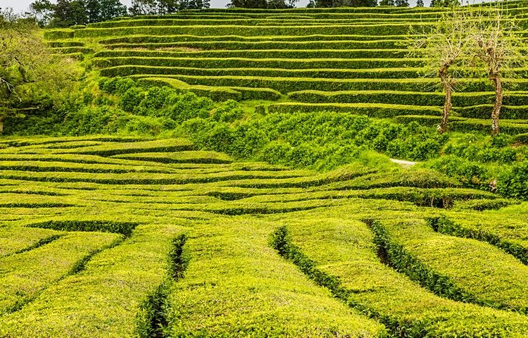 Plantations de thé
