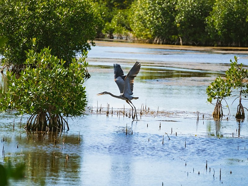 Everglades et Big Cypress