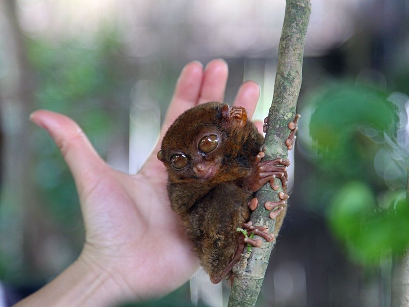 Observer les tarsiers à la Tarsier Sanctuary