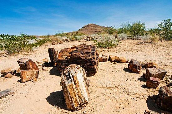 Petrified Forest