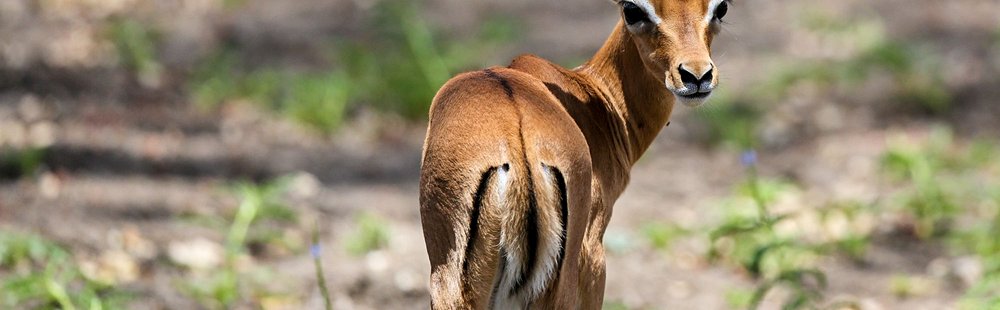 Le parc national de Nyerere (ex-réserve de Selous)