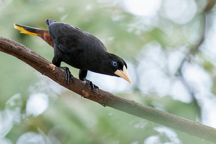 Oropendola