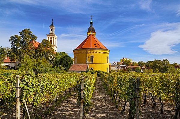 Déguster le vin des Basses Carpates