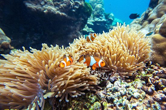 Explorer les fonds marins à Koh Rok