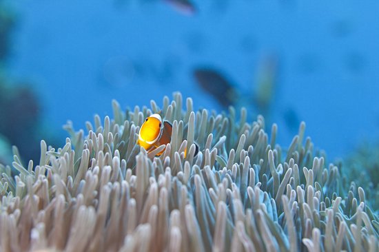 Explorer les fonds marins des îles Similan