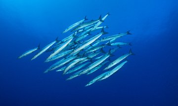 Ustica
