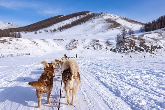 Voyager l’hiver en traîneau à chiens