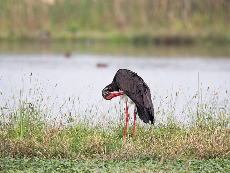 Parc national de la Kéran et la réserve de faune Oti-Mandouri