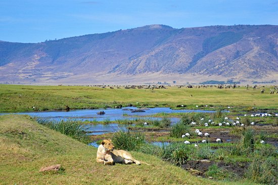 Comment visiter le Ngorongoro ?