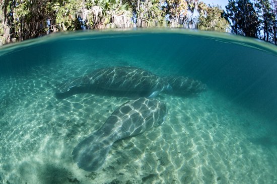 Crystal River