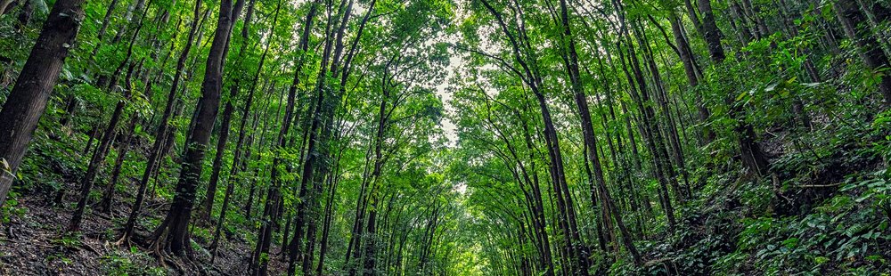 Traverser la forêt de Bilar (Man-made Forest)