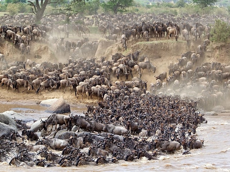 La Grande Migration