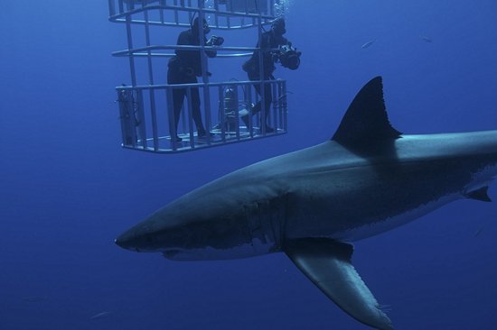 Plonger avec des grands requins blancs en cage