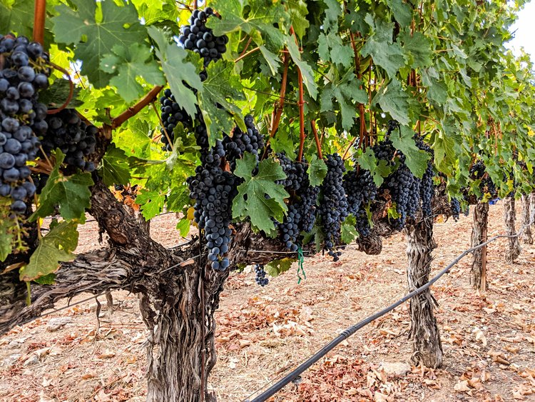 Route des vins de Napa Valley - États-Unis 4