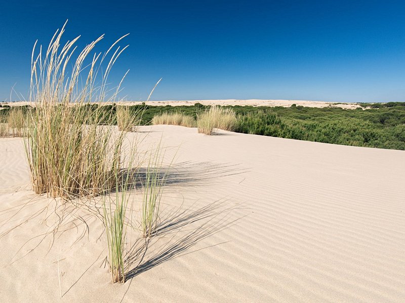 Parc national de Doñana