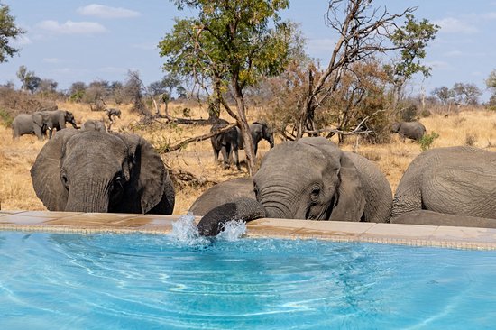 Timbavati Game Reserve
