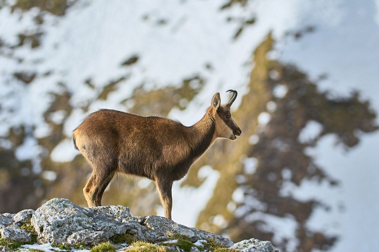 Parc national des Pics d'Europe 3