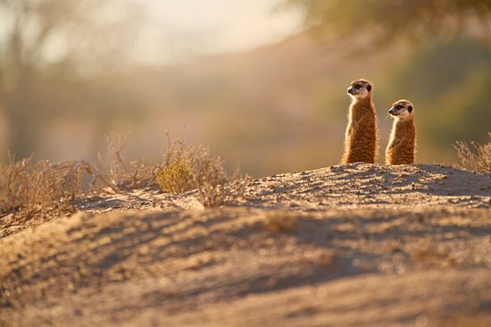 Désert du Kalahari