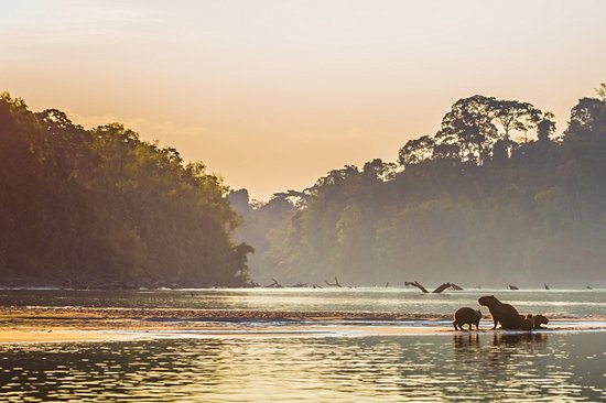 Le parc national du Manu