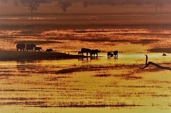 Une balade en bateau sur la rivière Chobe pour voir les éléphants nager