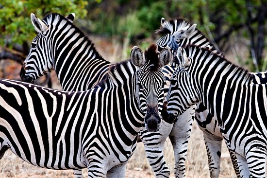 Parc national Kruger
