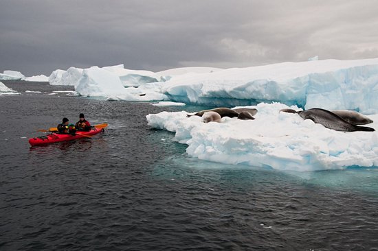 Naviguer parmi les icebergs et phoques en Antarctique