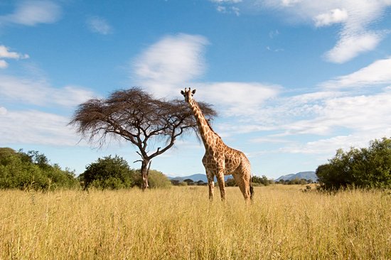 Parc national de Ruaha
