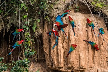 La forêt amazonienne