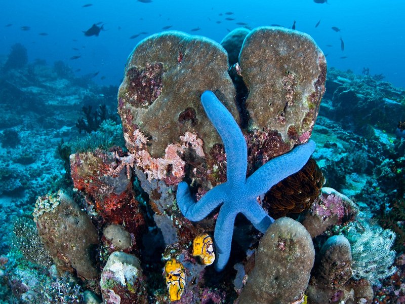 Bunaken
