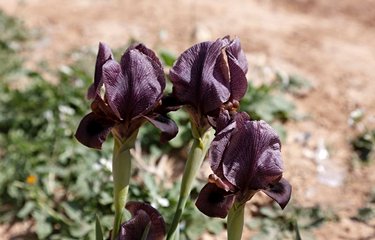 L'iris noir, fleur nationale de la Jordanie 