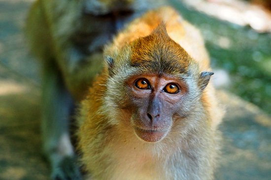 Parc national de Penang