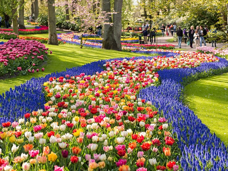 Keukenhof et les champs de tulipes