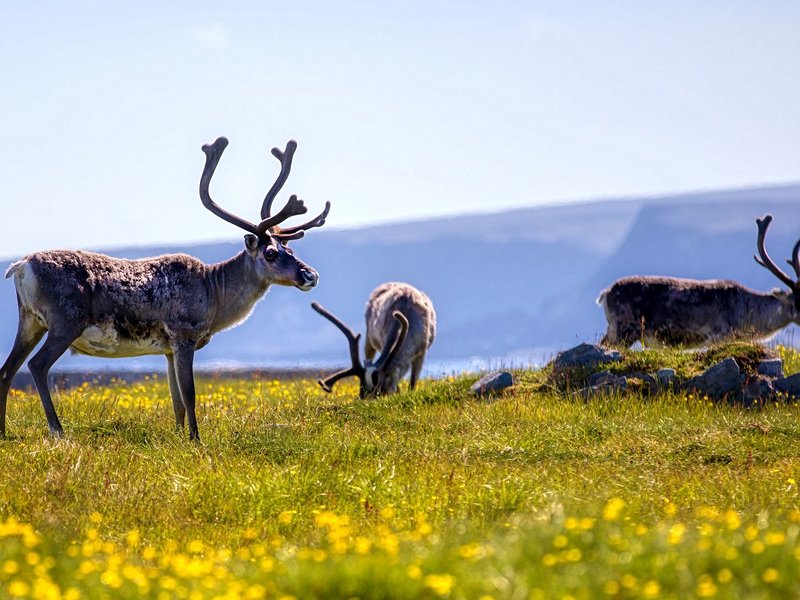 Le village d'Hamningberg