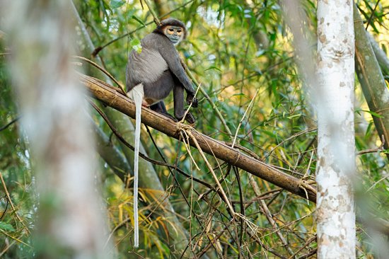Parc national de Cat Tien