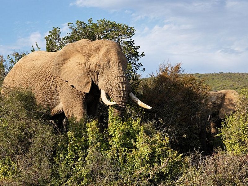 Addo Elephant National Park