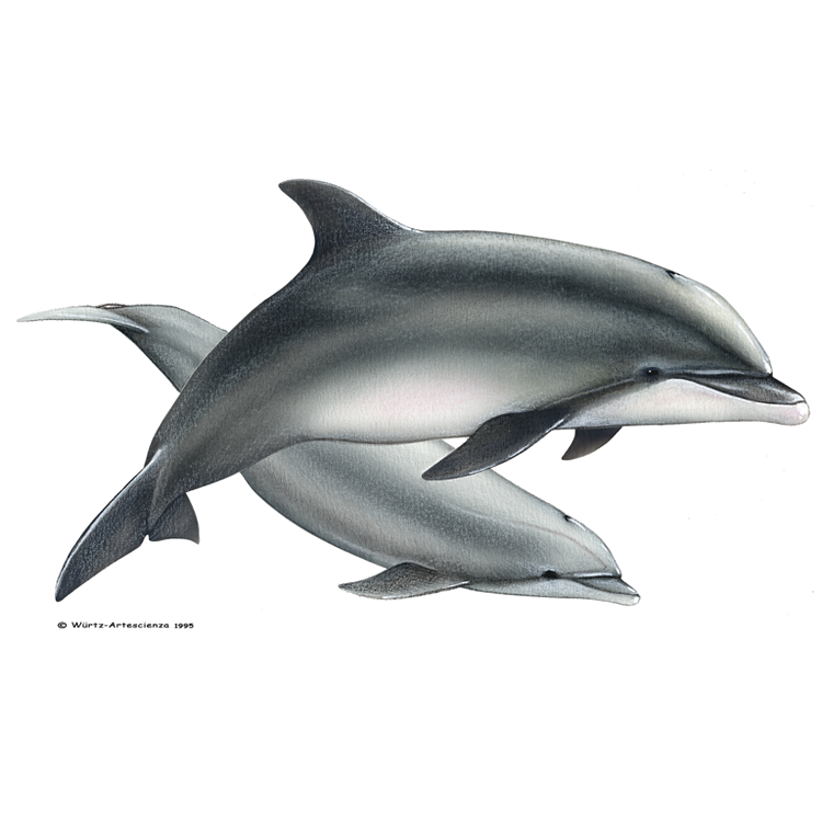 LES DAUPHINS : Grand Dauphin