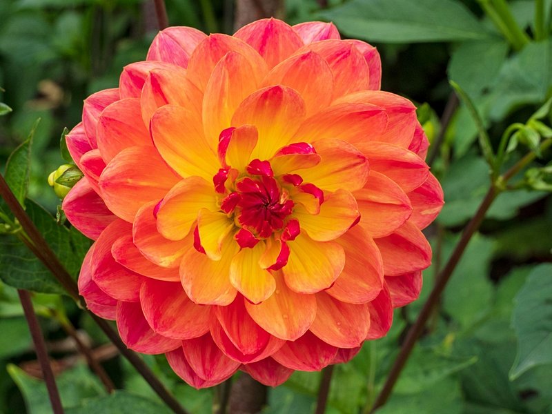 Jardin des Parfums et des Epices