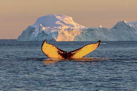 Admirer les baleines
