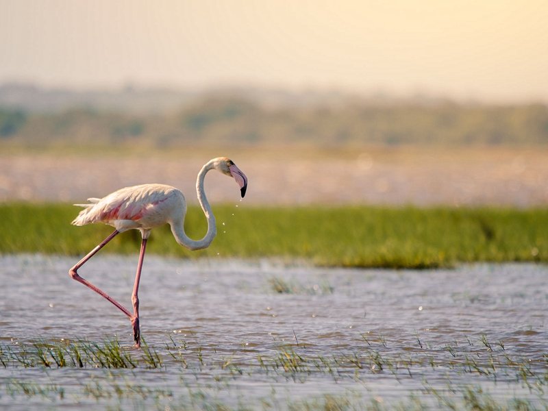 Le Parc naturel d’iSimangaliso et Sainte Lucie