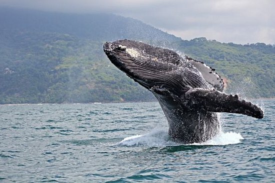 Observer les baleines et les dauphins