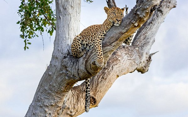 safari Zambie