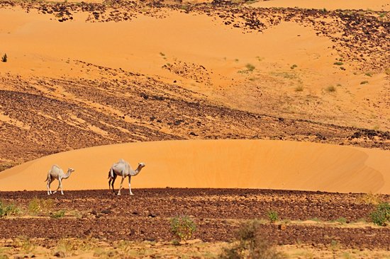 Désert de l'Adrar